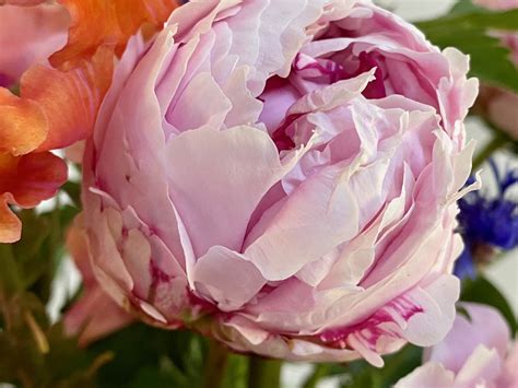 In A Vase On Monday Peony Pinks PbmGarden