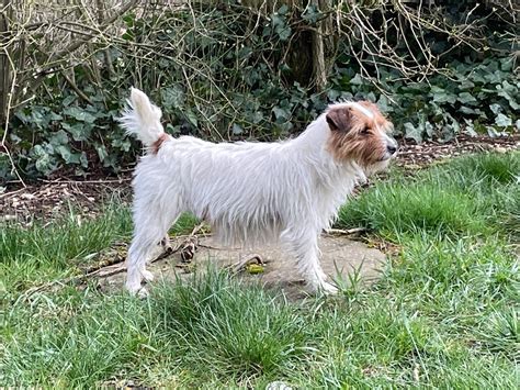 Little... - Little Peanuts Parson Jack Russell Terrier