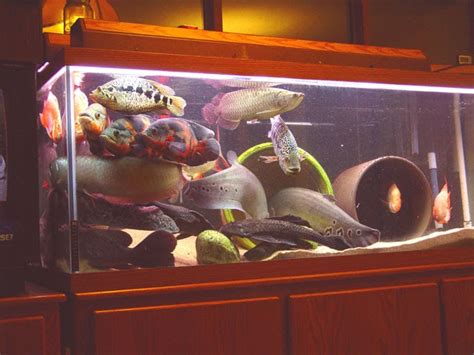 Fish N Tips: Large Aquarium Fish - Freshwater