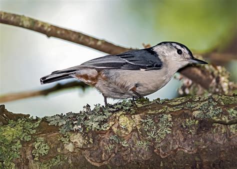 Vogel Vogelkunde Weißbrustkleiber Kostenloses Foto auf Pixabay Pixabay