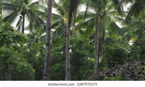 Coconut Farming: Over 8,849 Royalty-Free Licensable Stock Photos ...