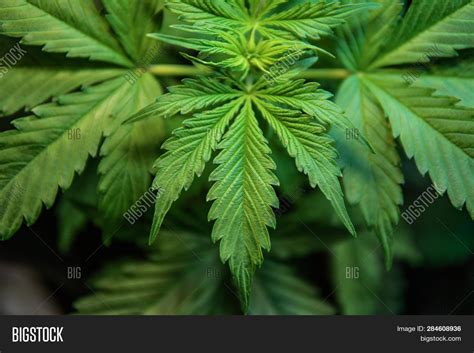 Growing Indica Image & Photo (Free Trial) | Bigstock