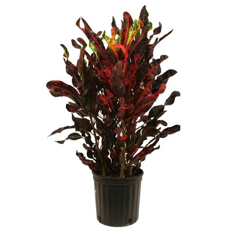 Delray Plants 8-3/4 in. Croton Red Mammey in Pot-10CROTONMAMMEY - The ...