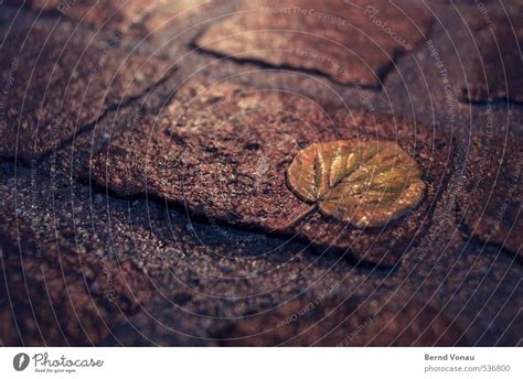 Herbstpflaster Blatt Nass Ein Lizenzfreies Stock Foto Von Photocase