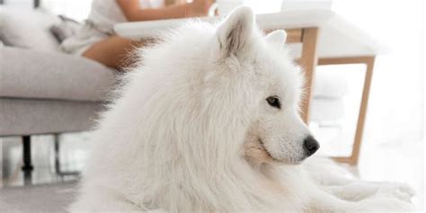 Samoyed Grooming Guide: Tips and Techniques for a Flawless Coat