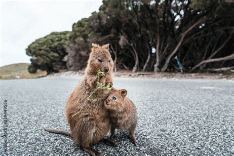 Cute Baby Quokka