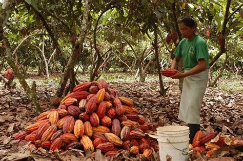 El Cacao Se Convierte En Agente De Conservación El Heraldo