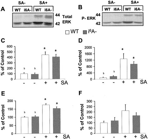 Changes in extracellular regulated kinase (ERK) phosphorylation and ...