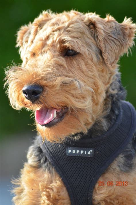 Welsh terrier