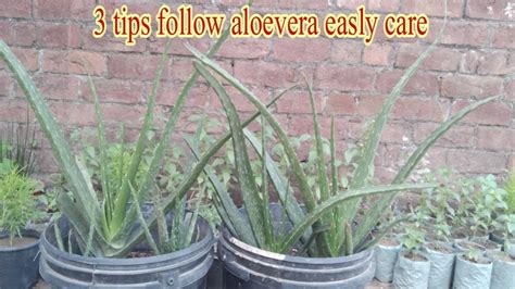 How To Care Aloe Vera Plant In Summer Aloe Vera Plant Ki Care Kase