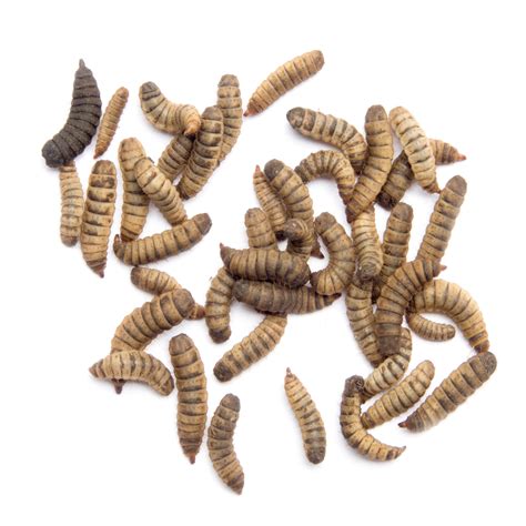 Black Soldier Fly Larvae Soldier Worms, 45% OFF