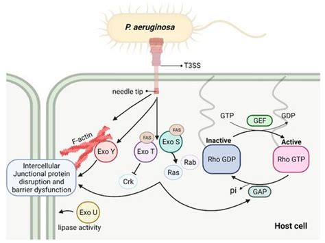 Pseudomonas Aeruginosa Virulence Factors Encyclopedia Mdpi