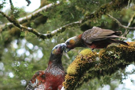 Animaux De Nouvelle Z Lande Noms Et Photos