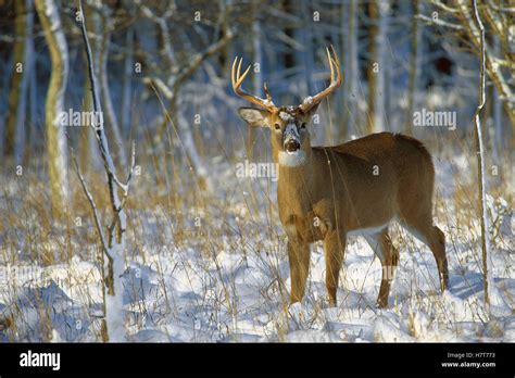 White Tailed Deer Odocoileus Virginianus Alert Buck Standing In Snow