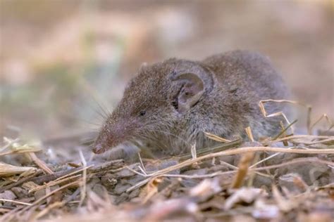 40 Common Shrew Stock Photos Pictures And Royalty Free Images Istock