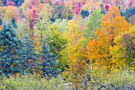 Fall Foliage stock photo. Image of foliage, blue, america - 27440734