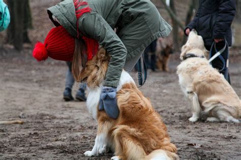 Girl Encourages a Collie Dog in Training Stock Image - Image of cute ...