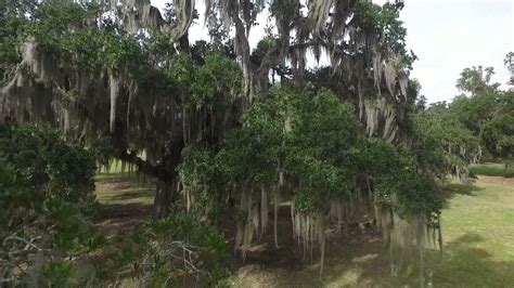 Symbols - LOUISIANA