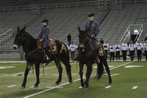 West Point's new Army Mule Mascots Ranger III, Stryker assume duties ...