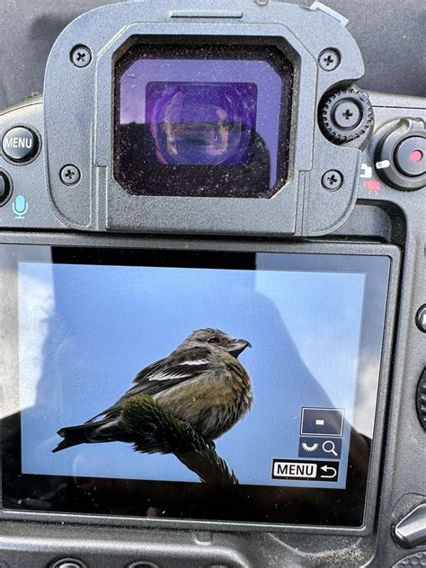 Murat Recep Alp On Twitter Rt Birddetectivetr Gotcha Zlanda N