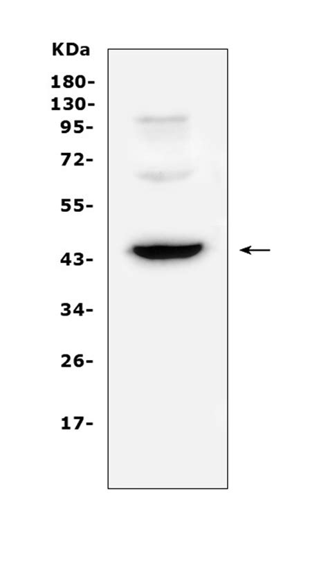 Anti Cd Antibody Picoband Bosterbio