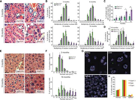 Fan1 deficiency results in DNA interstrand cross-link repair defects ...
