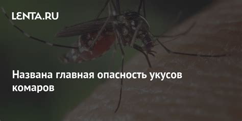 Названа главная опасность укусов комаров: Уход за собой: Забота о себе ...