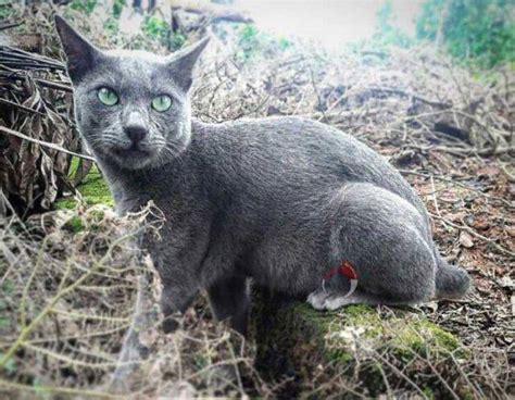 Curiosità sul gatto Raas le imperdibili chicche su questa razza