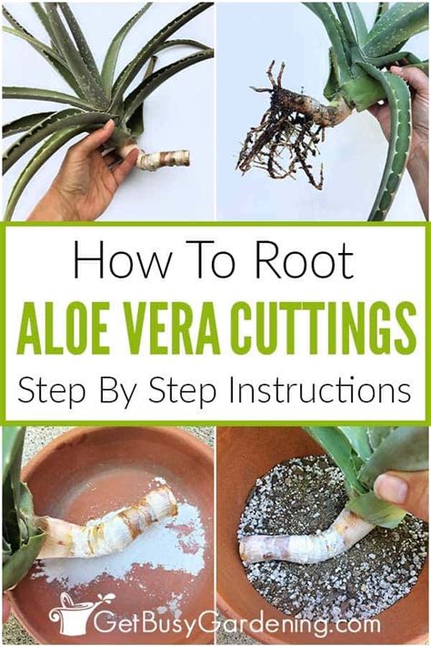 How To Root Aloe Vera Cuttings Step By Step Instructions Artofit