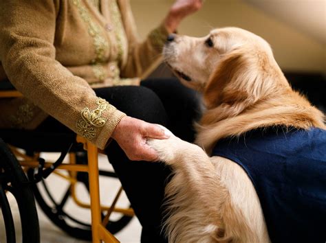 Tiergestützte Therapie Alles über alternative Behandlung