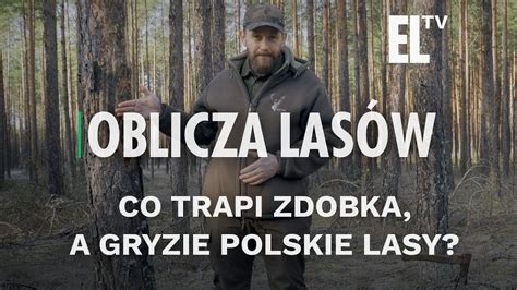 Co trapi Zdobka a gryzie polskie lasy Oblicza lasów 90 Lasy