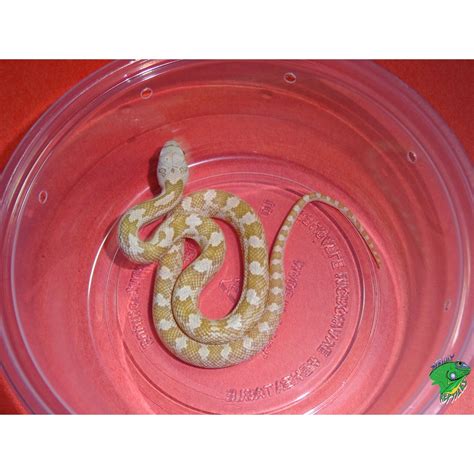 Hypo Yellow Rat Snake - baby - Strictly Reptiles Inc.