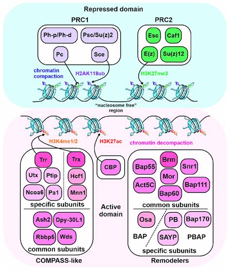 Functional Activities Of The Drosophila Pcg And Trxg Proteins The E Z Download Scientific