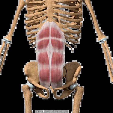 Rectus Abdominis Muscle Origin And Insertion