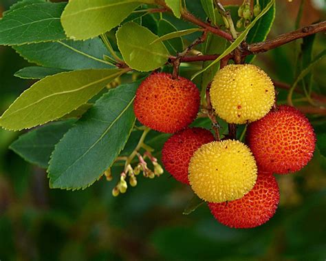 Corbezzolo Caratteristiche Propriet Nutrizionali E Benefici