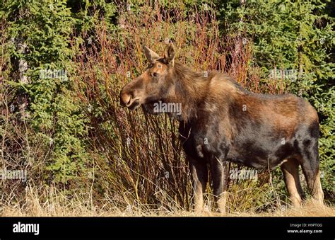 A young bull moose without his antlers Stock Photo - Alamy