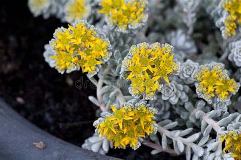 Sedum Spathulifolium Cape Blanco Or Cape Blanco Sedum Plants With Spoon