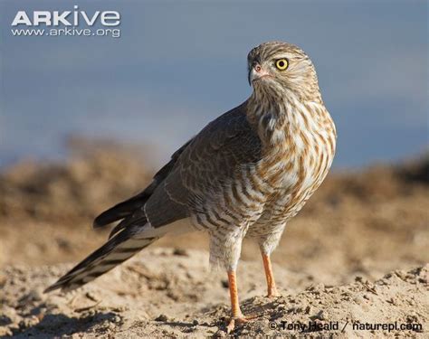 Gabar goshawk - Alchetron, The Free Social Encyclopedia