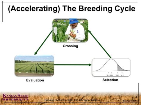 Genomic Selection And Precision Phenotyping