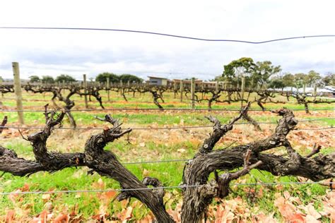 Wine Grapevine Farm Vineyard during Winter Season, No Grape, No Leaf ...