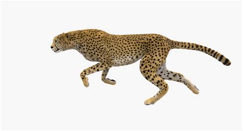 3D cheetah fur animation - TurboSquid 1582534