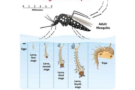 Mengenal Siklus Hidup Nyamuk