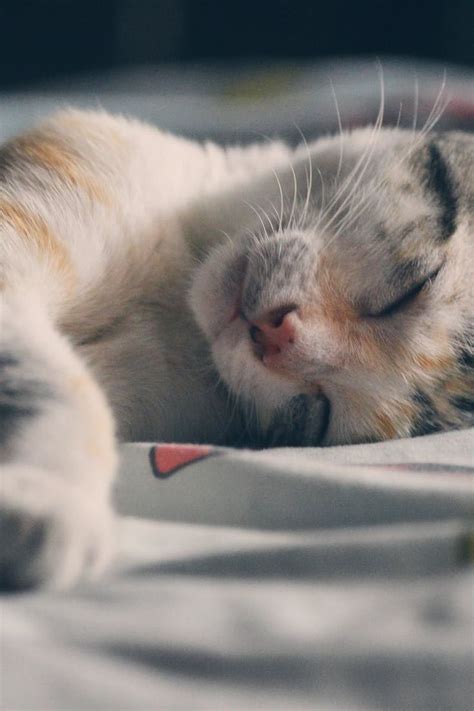 White Orange And Gray Tabby Cat Lying On Gray Textile Binatang Lucu