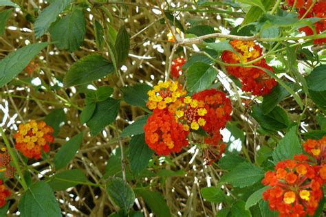 Lantana Camara Jardines Del Rectorado Sevilla Carlos Hornillo