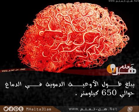 معلومات وحقائق مذهلة عن الدماغ البشري هل تعلم Facts About Humans