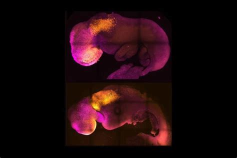 Mouse Embryos Grown without Eggs or Sperm | Scientific American