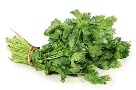 How To Preserve Fresh Cilantro Coriander Chinese Parsley