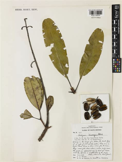 Vochysia Divergens Pohl Plants Of The World Online Kew Science