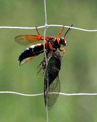 Sphecius speciosus - Wikipedia