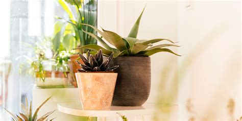 On-Trend Indoor Plants & How to Use Them in Your Home